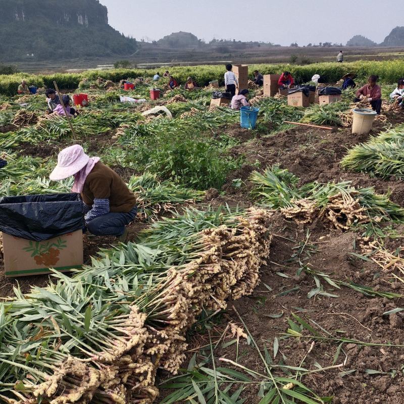 小徐代收代卖各种生姜，