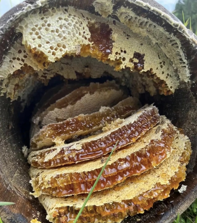 土蜂蜜