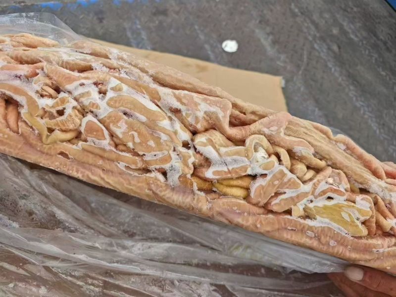 育肥牛小肠