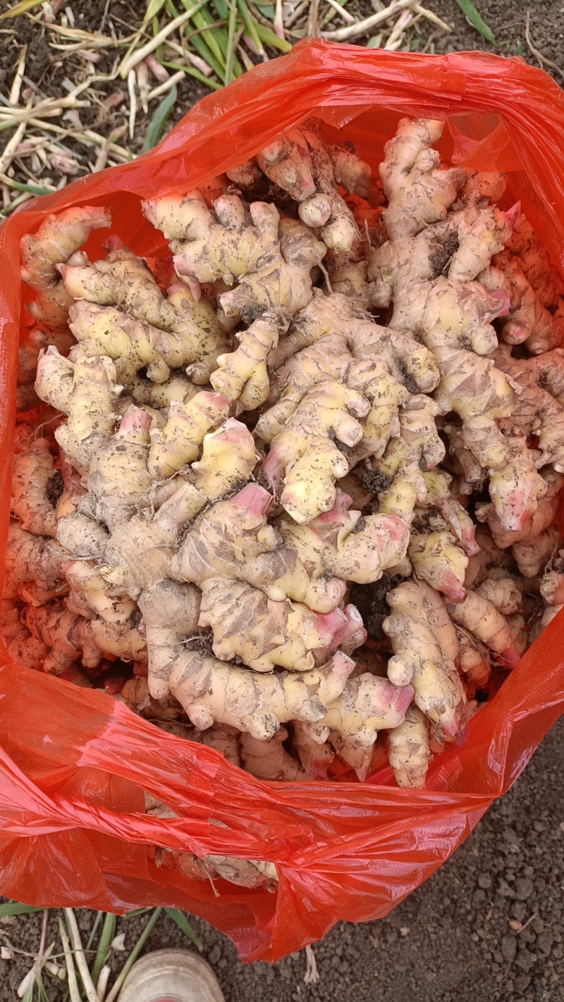 小徐代收代卖各种生姜，