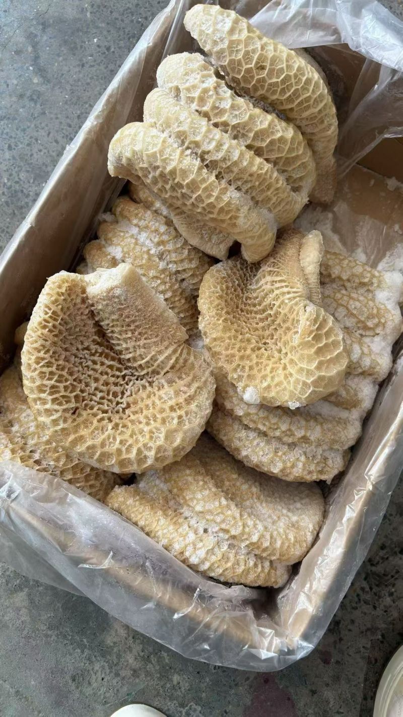 金钱肚