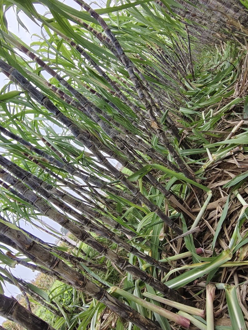 河南黑皮甘蔗大量上市欢迎采购产地直达价格可议