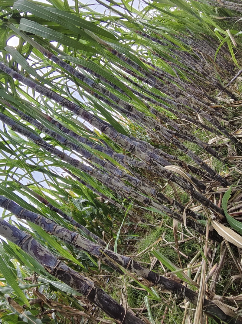 河南黑皮甘蔗大量上市欢迎采购产地直达价格可议