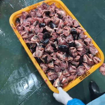 大量批发美味佳肴新鲜鱼唇，