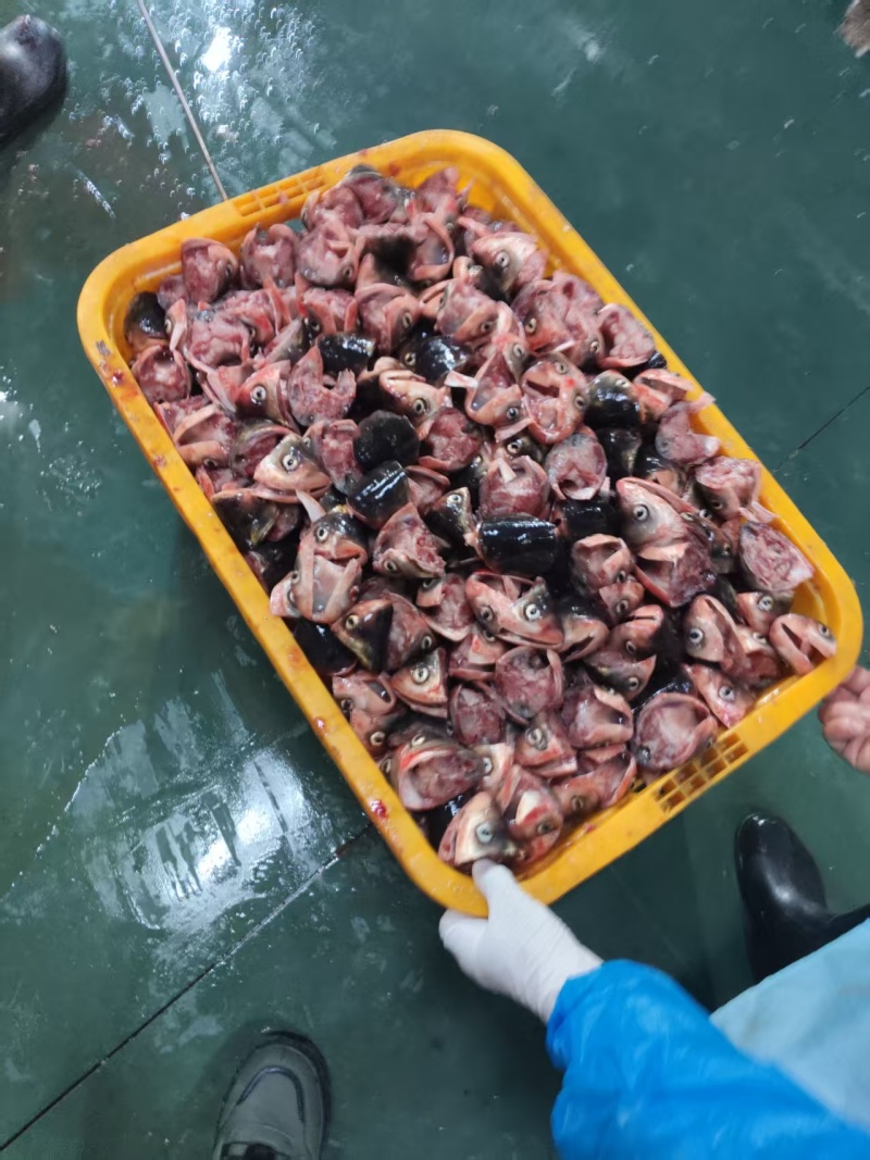 大量批发美味佳肴新鲜鱼唇，