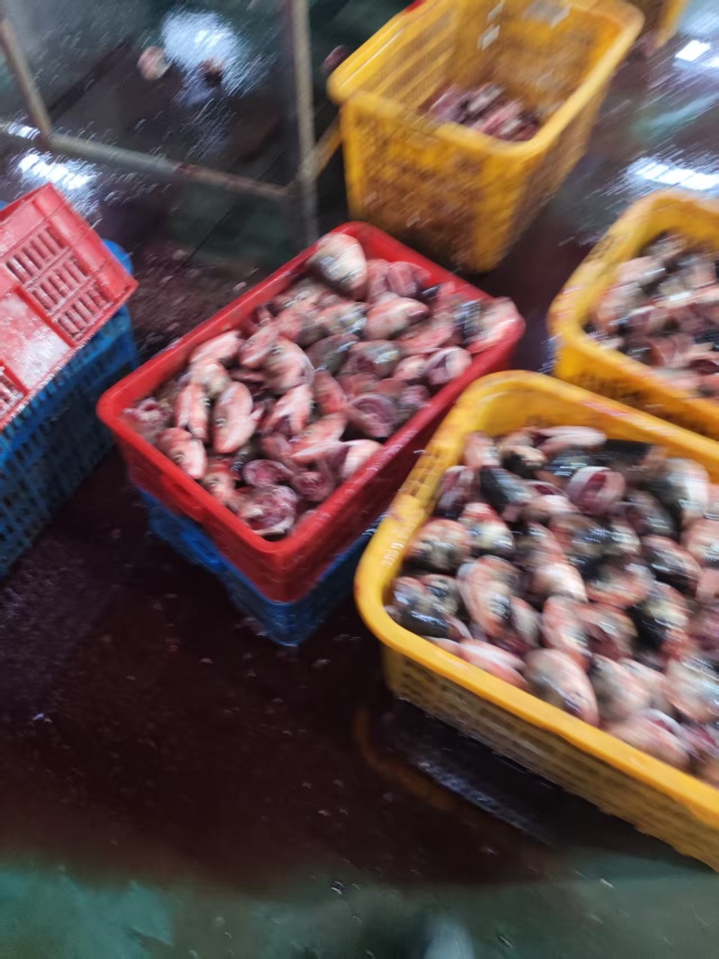 大量批发美味佳肴新鲜鱼唇，