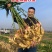 山东红芽鲜姜大量上市代存入库现挖现发保质保量