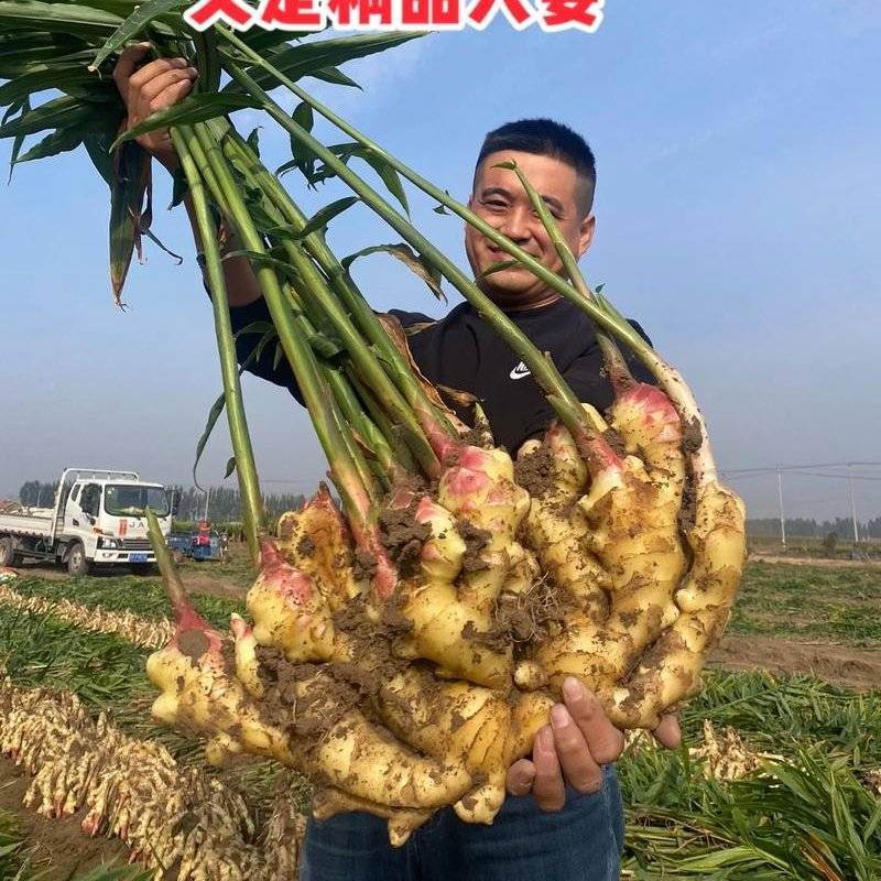 山东红芽鲜姜大量上市代存入库现挖现发保质保量