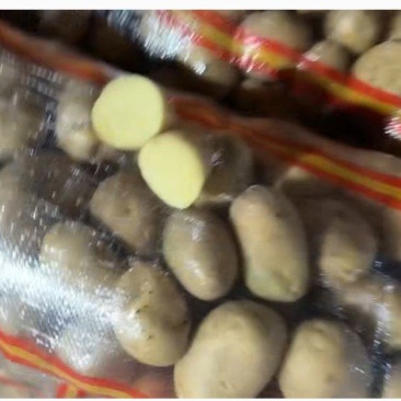 实验一号黄皮黄心土豆2十月新挖绵密香甜产地直发带泥香