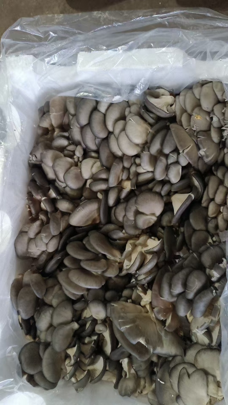 鲜平菇大量采购平菇要货，量大，各种基地合作社可前来沟通