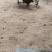 正中云南大黑上土鸡