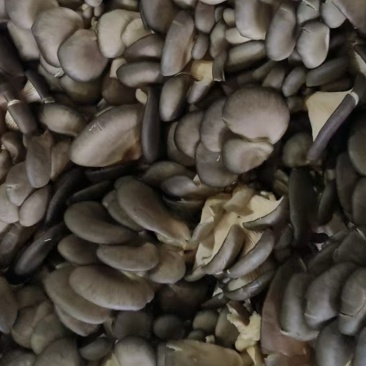 大量收购鲜平菇量大者优先合作，可视频看货验货