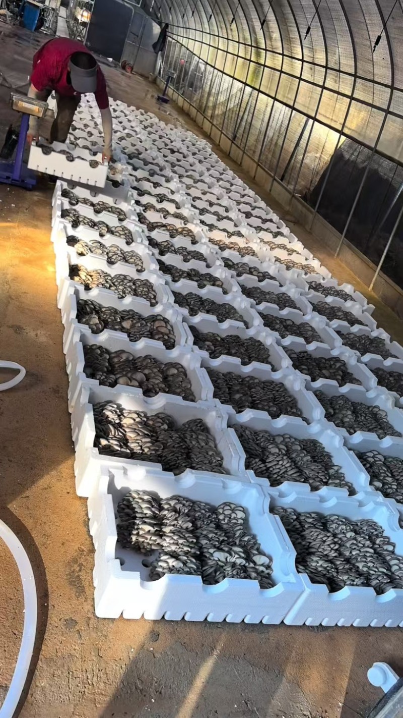 大量收购鲜平菇量大者优先合作，可视频看货验货