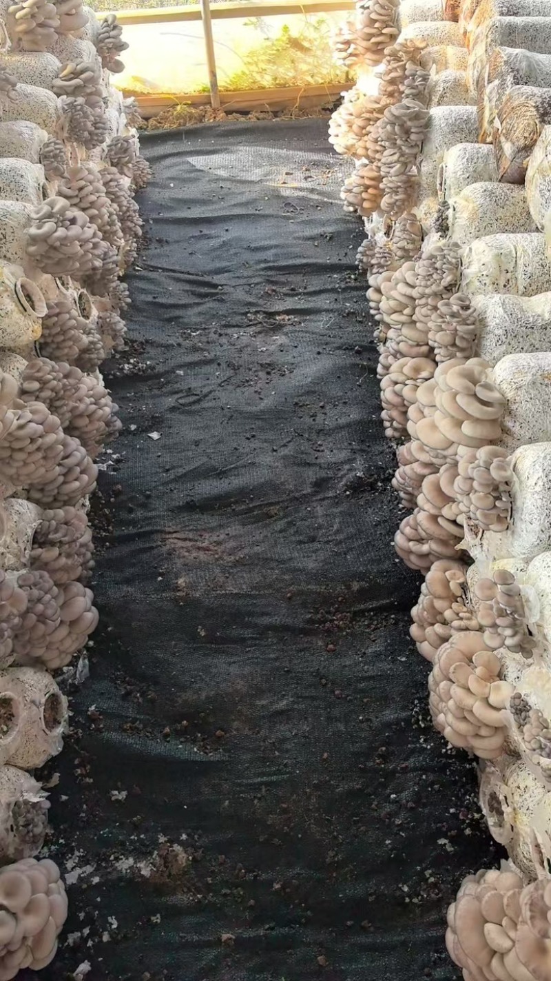 大量收购鲜平菇量大者优先合作，可视频看货验货