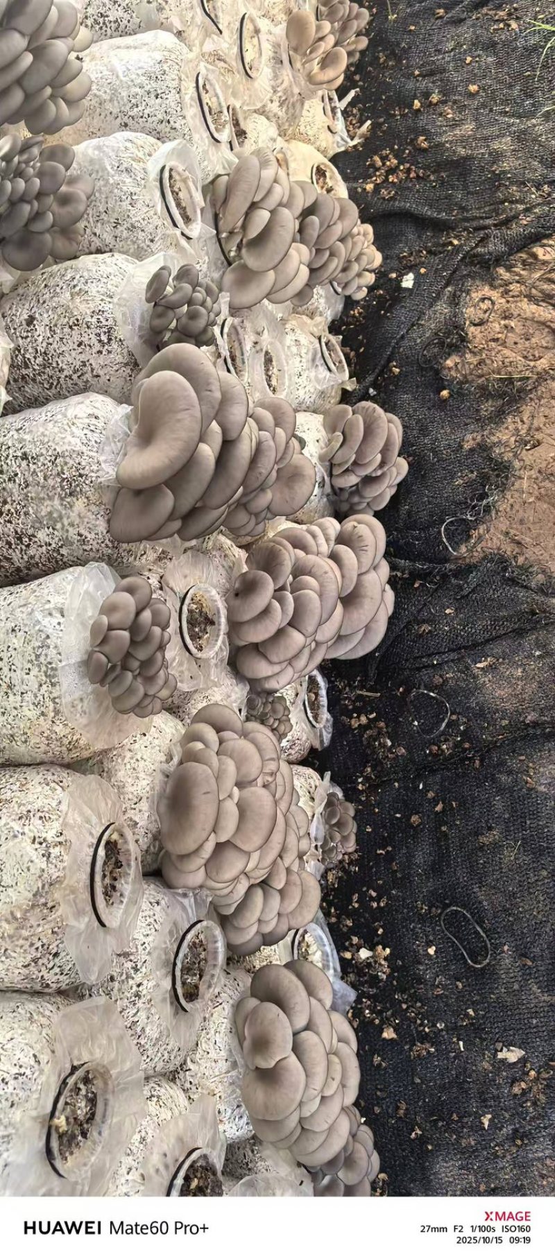 大量收购鲜平菇量大者优先合作，可视频看货验货