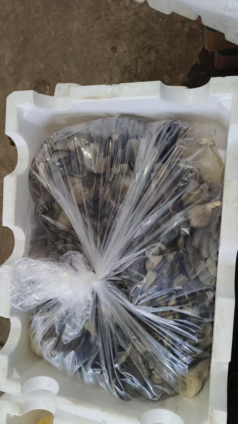 大量收购鲜平菇量大者优先合作，可视频看货验货