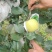 瑞雪苹果陕西苹果大量供应支持一件代发可视频看货
