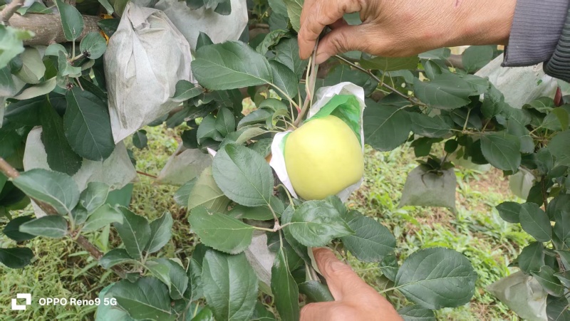 瑞雪苹果陕西苹果大量供应支持一件代发可视频看货