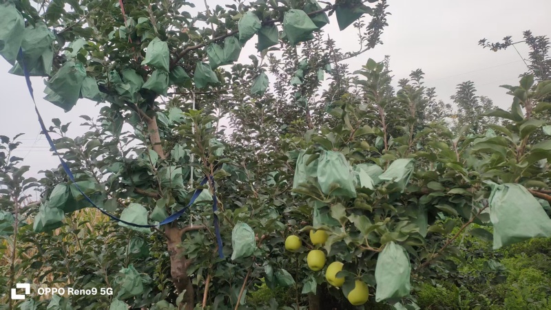 瑞雪苹果陕西苹果大量供应支持一件代发可视频看货