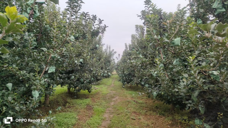 瑞雪苹果陕西苹果大量供应支持一件代发可视频看货