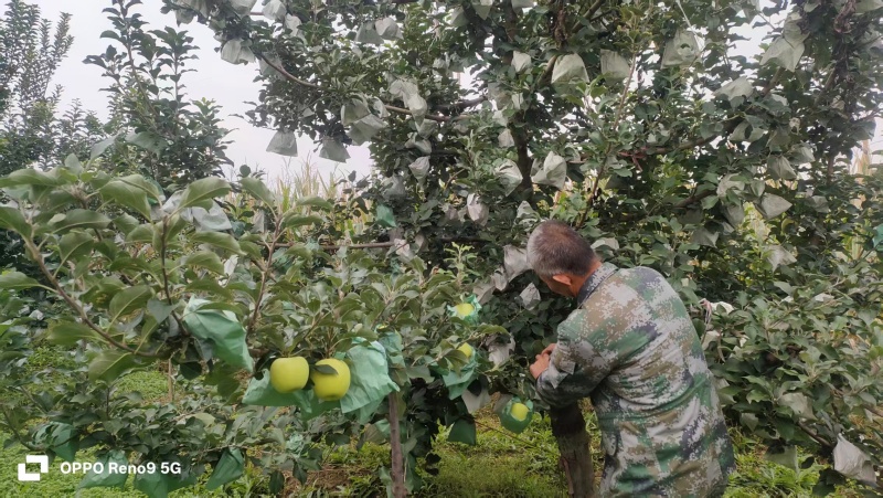 瑞雪苹果陕西苹果大量供应支持一件代发可视频看货