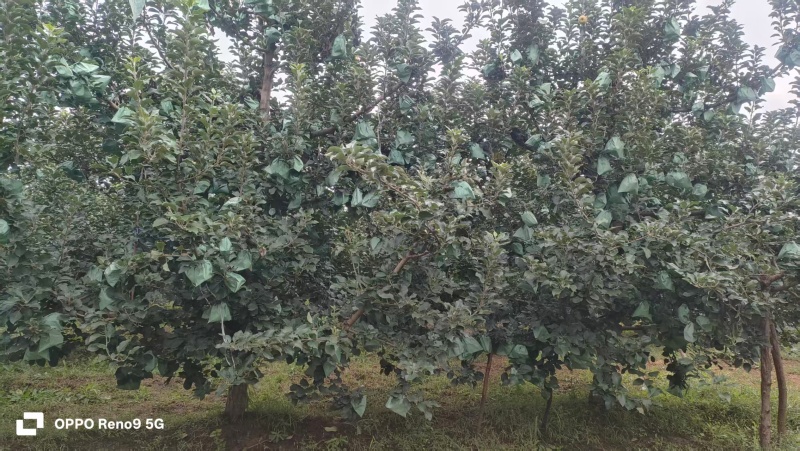瑞雪苹果陕西苹果大量供应支持一件代发可视频看货