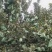 瑞雪苹果陕西苹果大量供应支持一件代发可视频看货