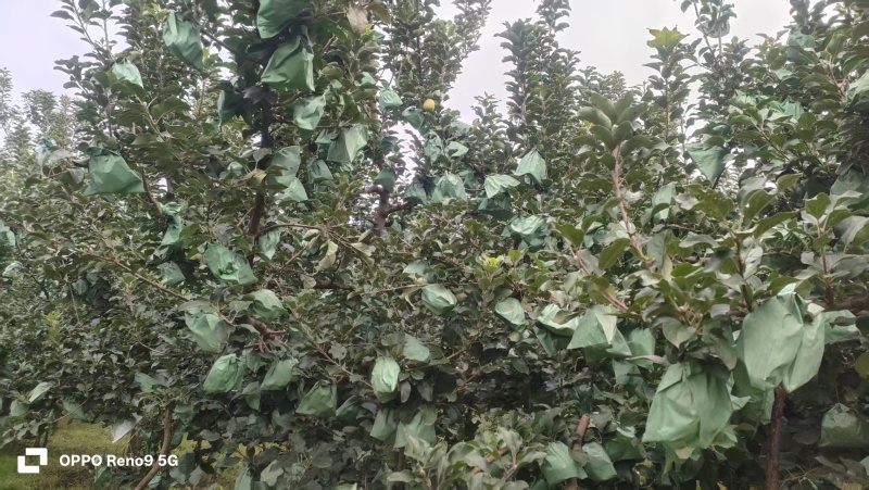 瑞雪苹果陕西苹果大量供应支持一件代发可视频看货