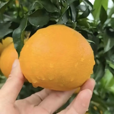 爱媛橙