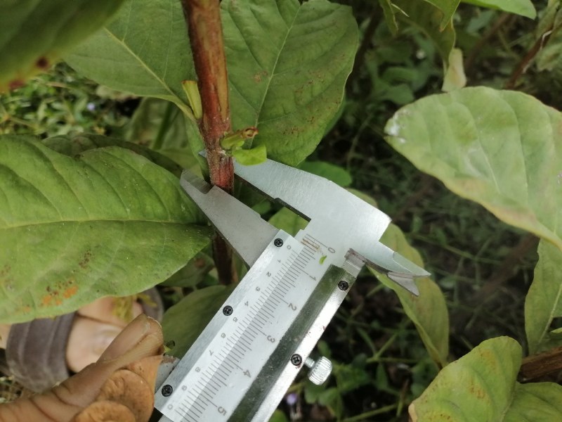 苗场直供没有中间商，供应番石苗，嫁接口以上有60厘米