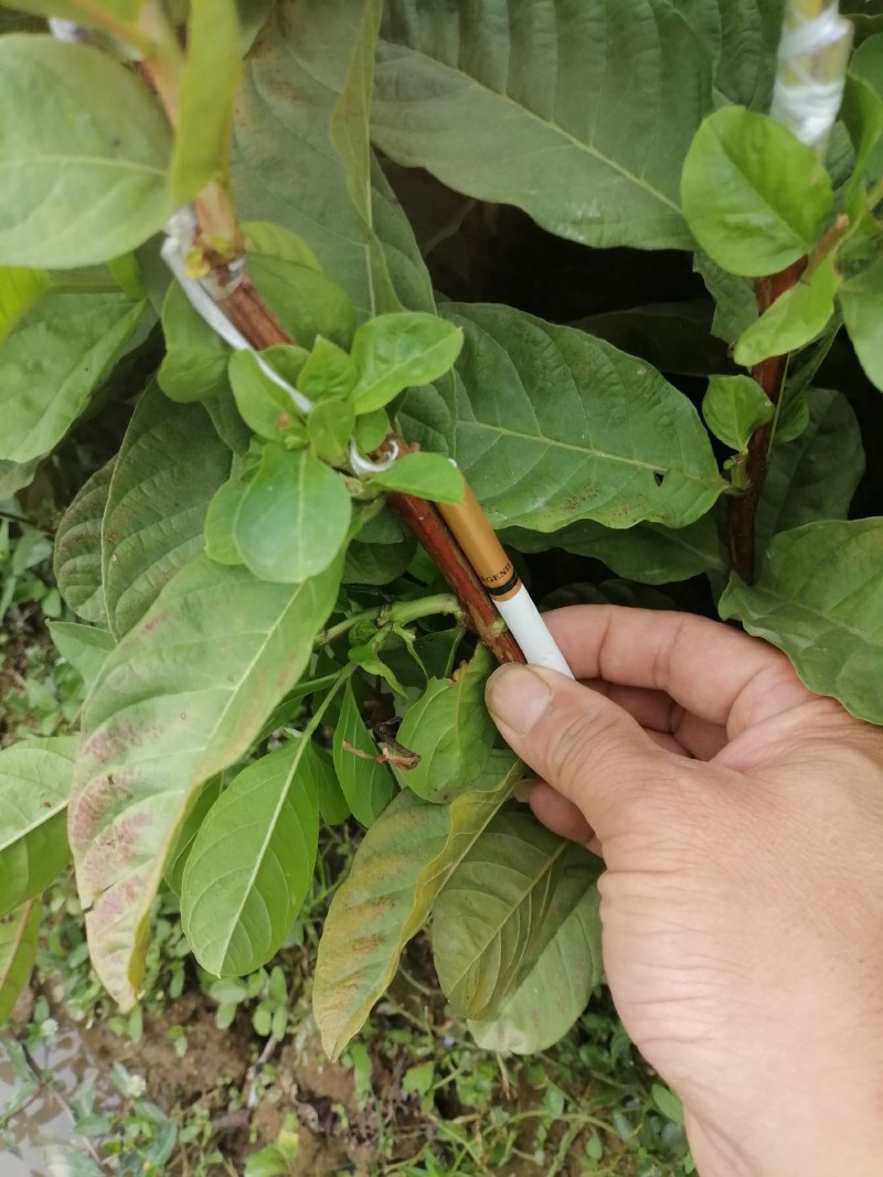苗场直供没有中间商，供应番石苗，嫁接口以上有60厘米