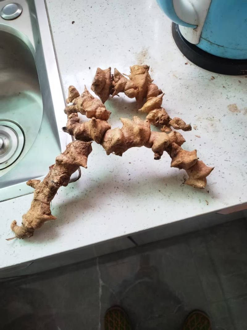 金刚滕***中药材天热野生质量保证大山采购