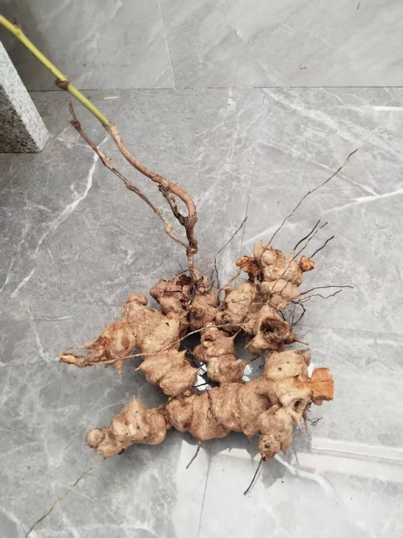 金刚滕***中药材天热野生质量保证大山采购