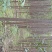 5~15公分楸树供应