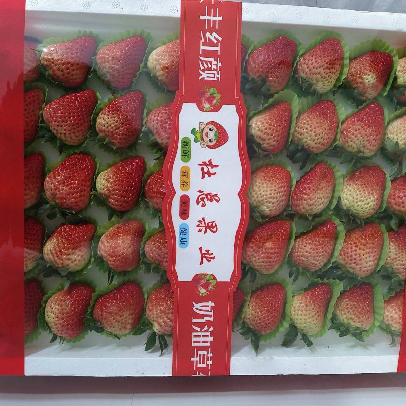 长丰红颜草莓