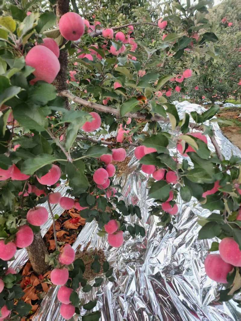 富士苹果