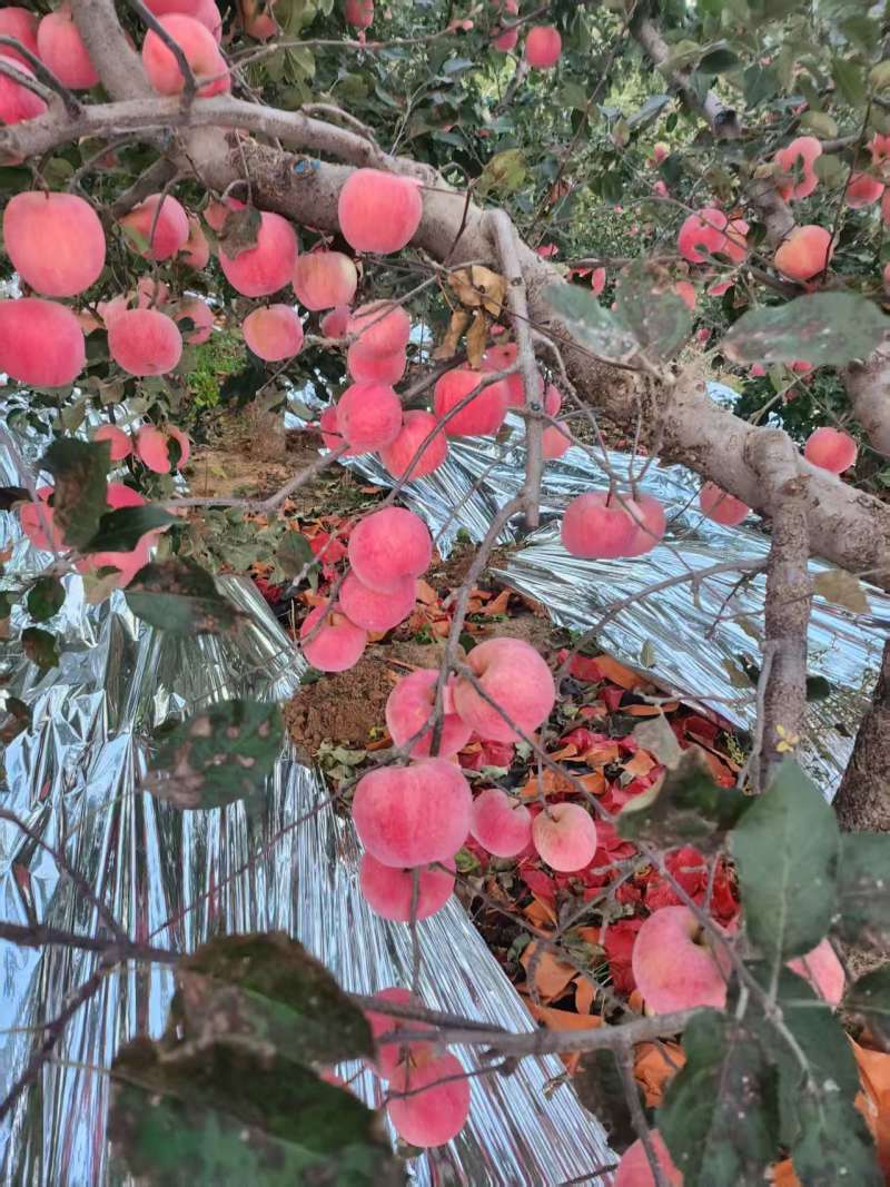 富士苹果