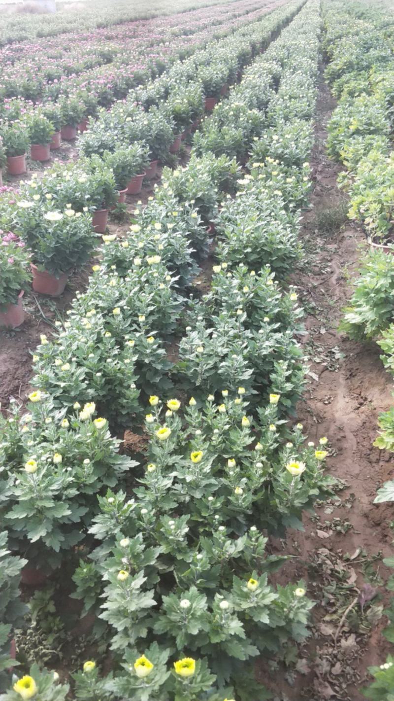 盆景菊，艺菊。。。