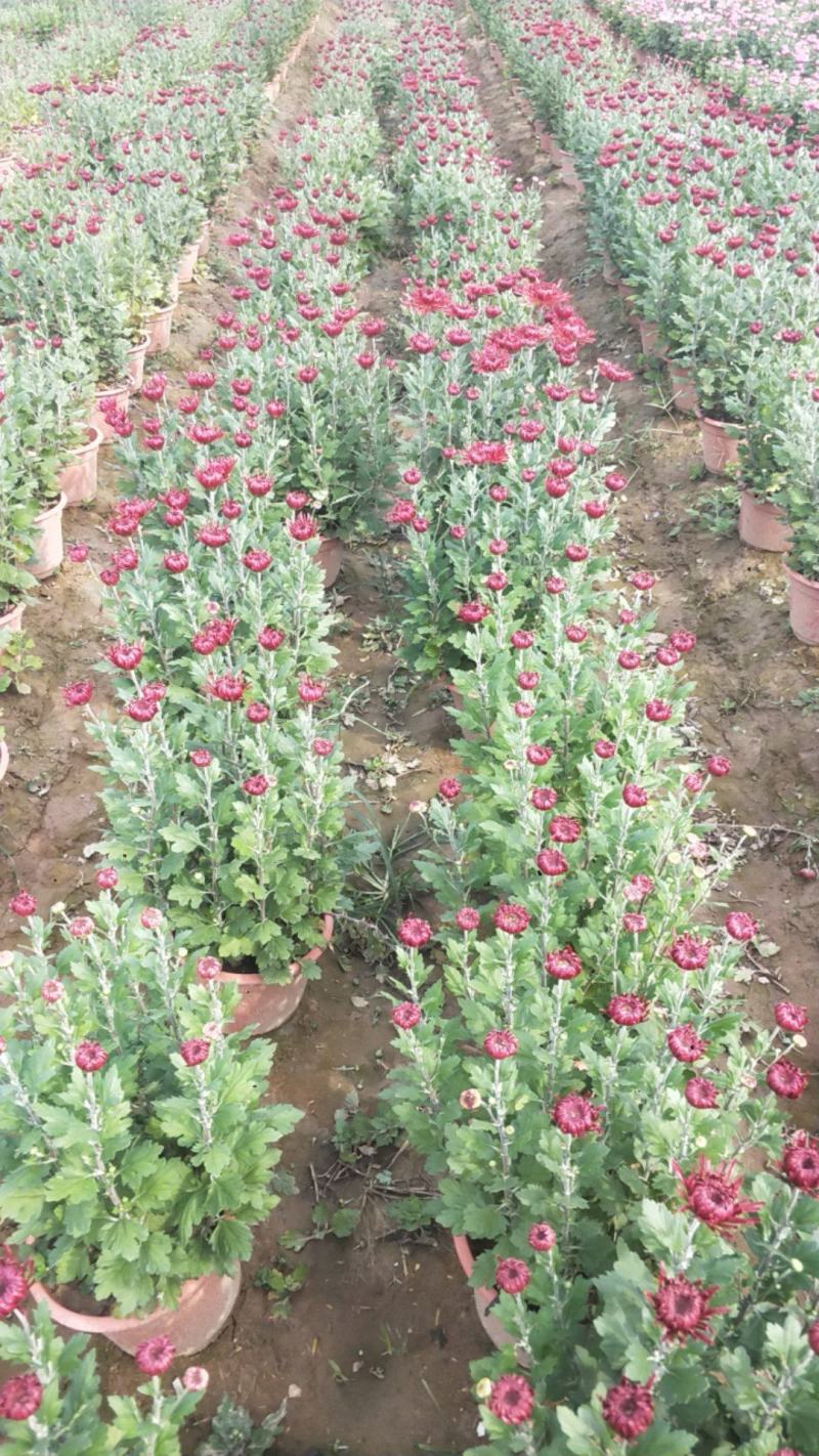 盆景菊，艺菊。。。