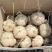 云南大理弥渡地瓜，土瓜，地凉署大量上市欢迎老板地现场看货