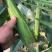 大棚粘玉米（336）