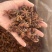 八角正宗八角味道浓颜色好货干