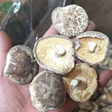 精选干香菇电商专用干香菇质量保证湖北基地直供全国发货