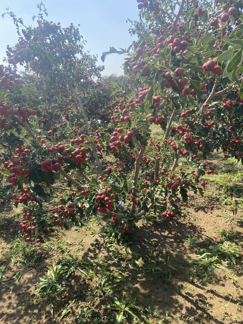 新泰市刘杜镇南流泉甜红子山楂