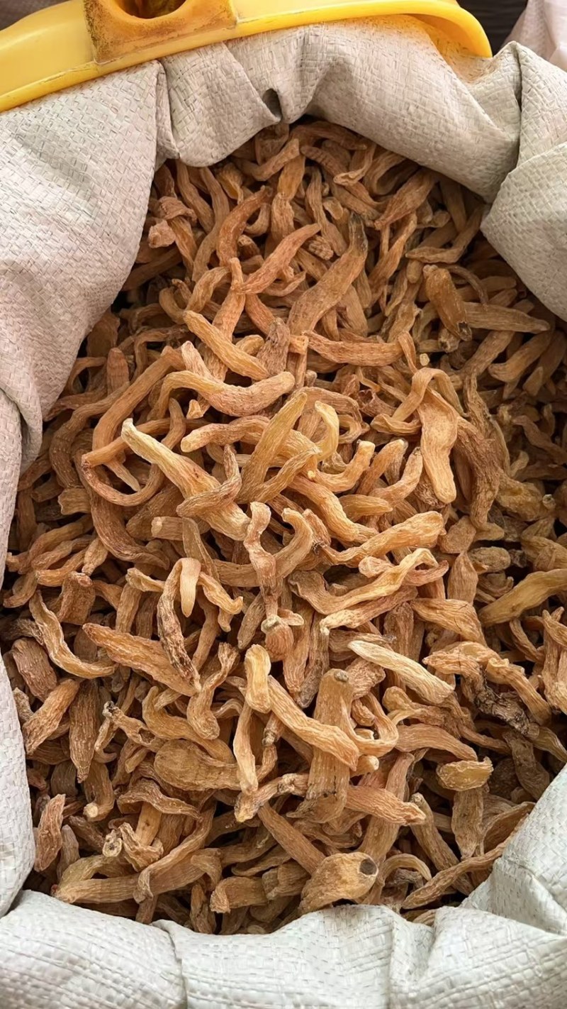 电商直供天麻，昭通天麻，云南小草坝小天麻新货大量上市无硫