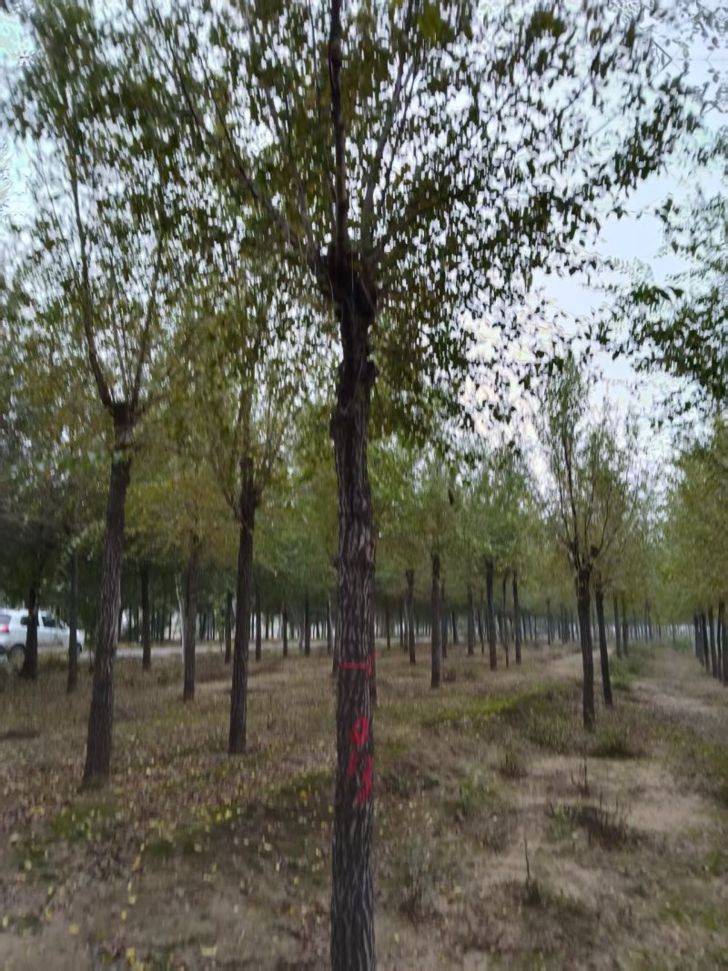 12-18公分的精品榆树