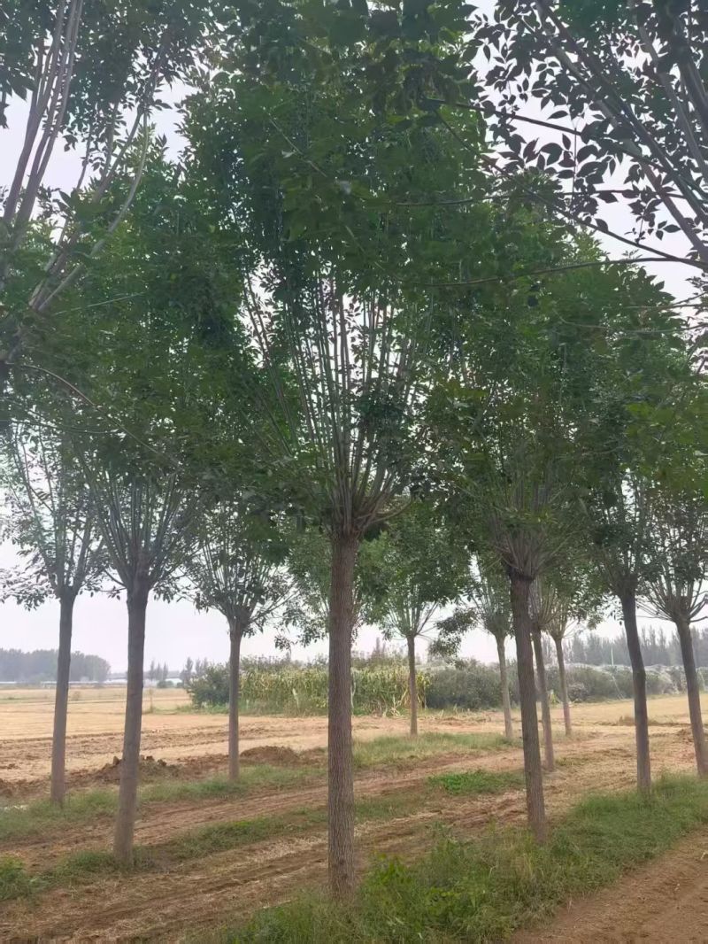 精品速生白蜡大量供应中