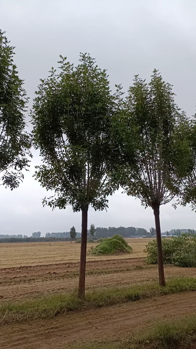 精品速生白蜡大量供应中