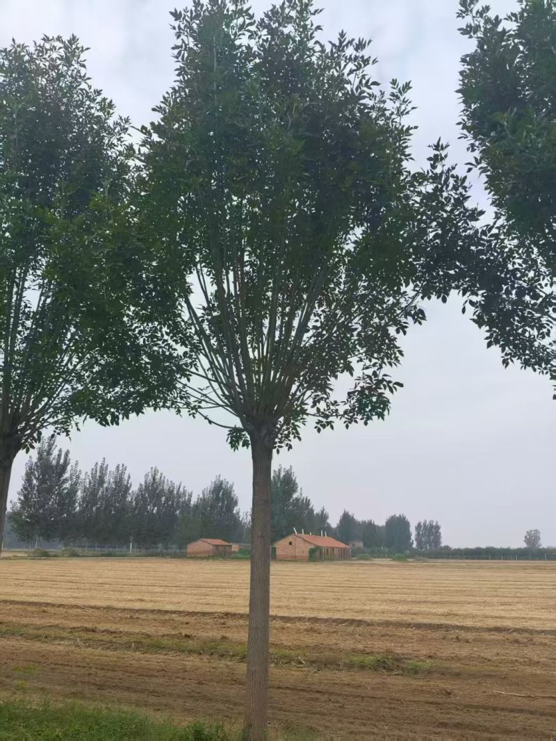 精品速生白蜡大量供应中