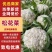 湖北松花菜有机花菜大量上市品质保证，欢迎来电咨询
